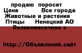 продаю  поросят  › Цена ­ 1 000 - Все города Животные и растения » Птицы   . Ненецкий АО,Великовисочное с.